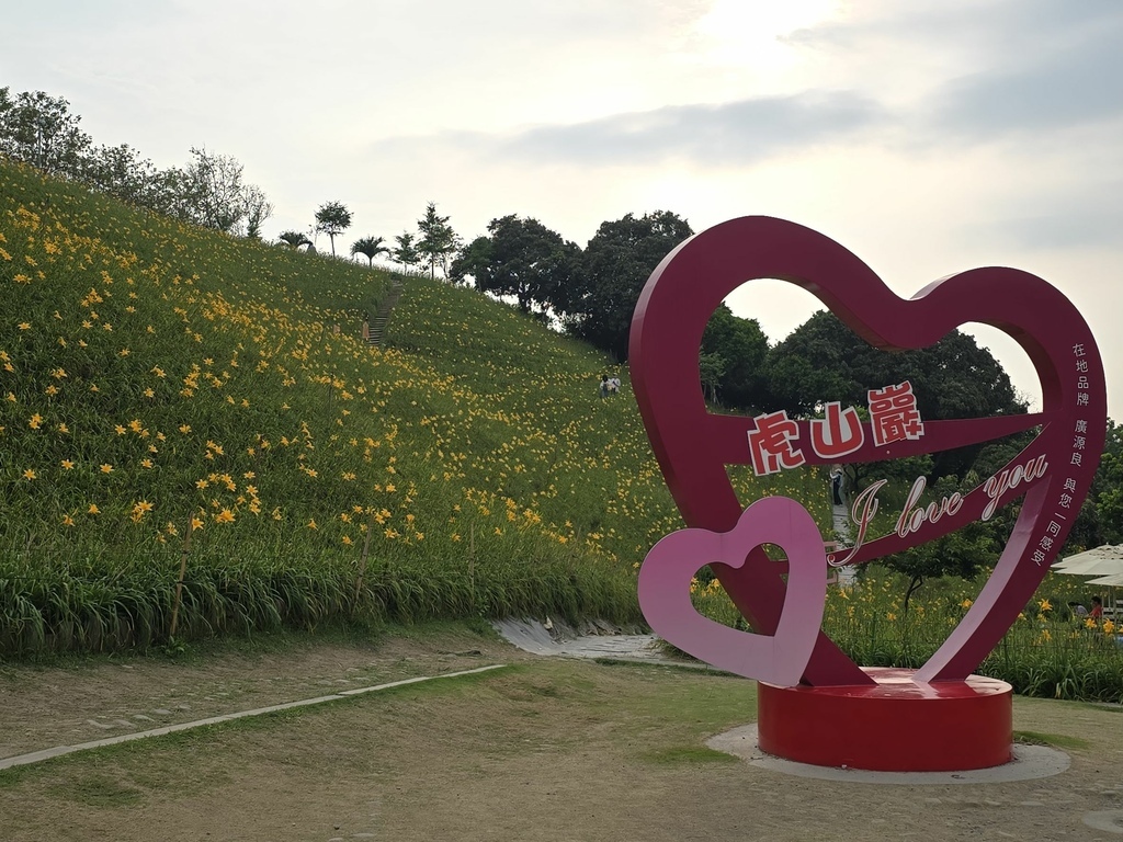 【彰化｜花壇】虎山巖金針花海｜忘憂的金色山丘｜一場春末初夏的