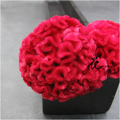 紅雞冠花  (常年)