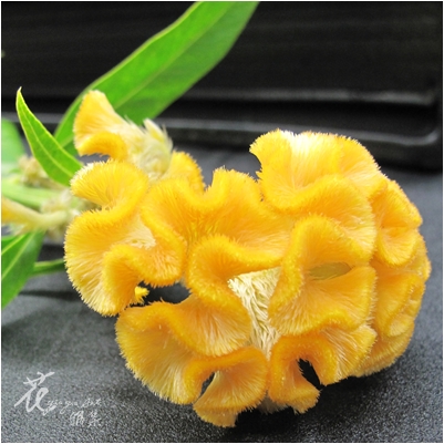 黃雞冠花  (常年)