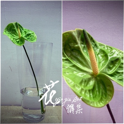 火鶴-翠綠(夏)