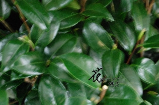 山茶花葉  (常年)