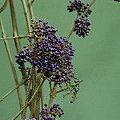 紫仁丹 (秋)