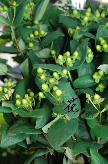 火龍果(綠) 金絲桃-綠 (常年)