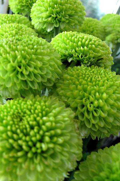 乒乓菊(綠)  (常年)