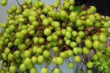 苦苓子  (常年)