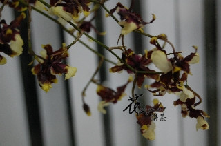 香水文心蘭  (常年)