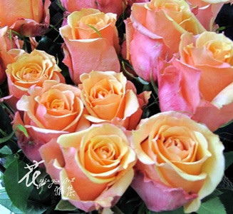 哥倫比亞玫瑰(橙色)  (常年)