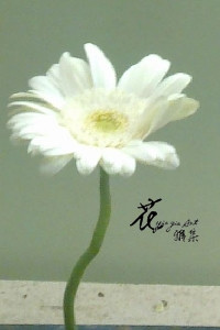 迷你太陽花(白)  (常年)