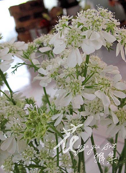 螢翅花  (常年)