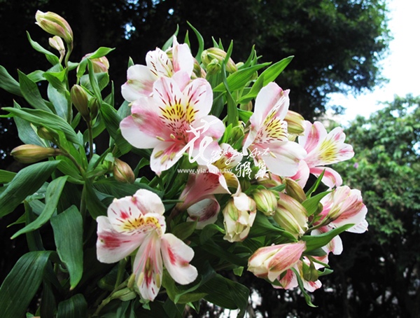 水仙百合 (常年)