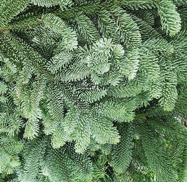 29501.jpg 29501.jpg