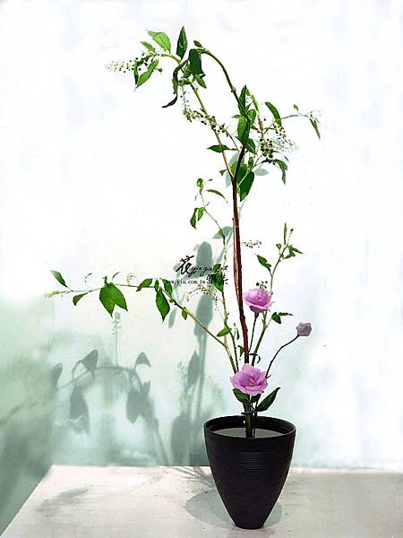 生花二種生-雪卿222.jpg 生花二種生-雪卿222.jpg