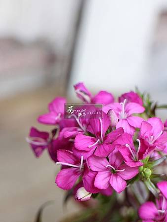 IMG_5919.JPG IMG_5919.JPG
