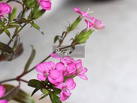 IMG_5921.JPG IMG_5921.JPG