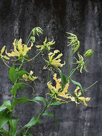 切花 切花