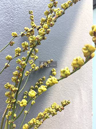 射干菖浦 射干菖浦