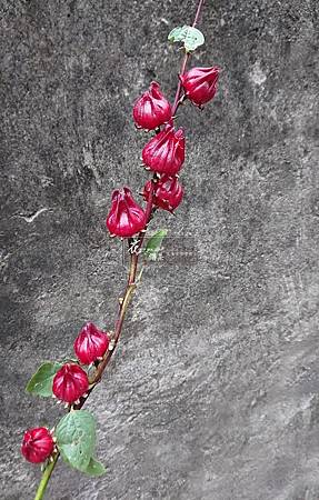 洛神花 洛神花