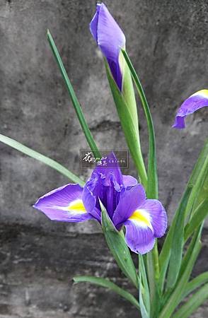 ‖幻影‖ 柔和的紫調,花瓣飄逸, 微風徐徐吹來… 如同蝴蝶飛舞在綠葉之間, 生動美麗…. ----------------------- 延伸美學: www.yia.c ‖幻影‖ 柔和的紫調,花瓣飄逸, 微風徐徐吹來… 如同蝴蝶飛舞在綠葉之間, 生動美麗…. ----------------------- 延伸美學: www.yia.c