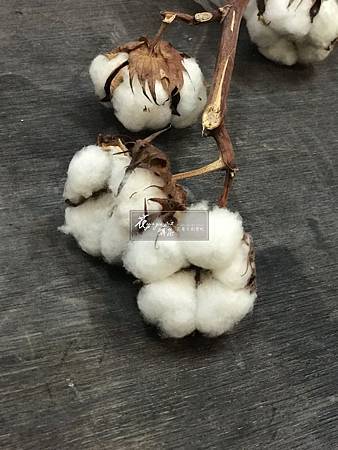 ‖棉花‖ 棉花是聖誕花圈經常使用的材料之一, 雖然現在氣溫還沒有完全降下來, 但生活中已瀰漫了節慶的氛圍, 不想再買塑膠、沒有生命力的花圈了嗎? 花雅集已經為您準備好體驗 ‖棉花‖ 棉花是聖誕花圈經常使用的材料之一, 雖然現在氣溫還沒有完全降下來, 但生活中已瀰漫了節慶的氛圍, 不想再買塑膠、沒有生命力的花圈了嗎? 花雅集已經為您準備好體驗