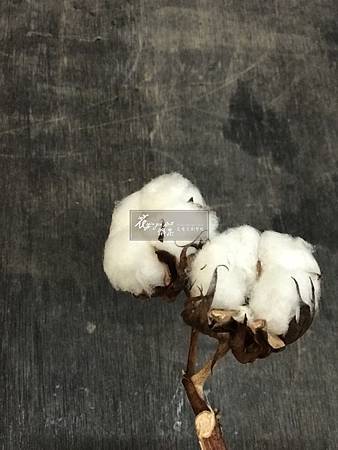 ‖棉花‖ 棉花是聖誕花圈經常使用的材料之一, 雖然現在氣溫還沒有完全降下來, 但生活中已瀰漫了節慶的氛圍, 不想再買塑膠、沒有生命力的花圈了嗎? 花雅集已經為您準備好體驗 ‖棉花‖ 棉花是聖誕花圈經常使用的材料之一, 雖然現在氣溫還沒有完全降下來, 但生活中已瀰漫了節慶的氛圍, 不想再買塑膠、沒有生命力的花圈了嗎? 花雅集已經為您準備好體驗