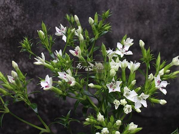 ‖雲陽寺石竹花‖   一自幽山别，相逢此寺中。 高低俱出葉，深浅不分叢。 野蝶難争白，庭榴暗讓红。 誰憐芳最久，春露到秋風。  ---------------------