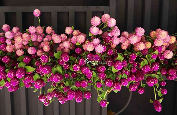 千日紅 Yiagia Floweri花雅集花藝文創學校課程 痞客邦 千日紅 Yiagia Floweri花雅集花藝文創學校課程 痞客邦