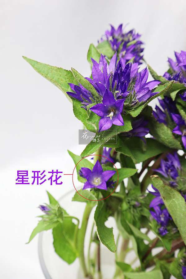 紫色星星 繁花桔梗 Yiagia Floweri花雅集花藝文創學校課程 痞客邦