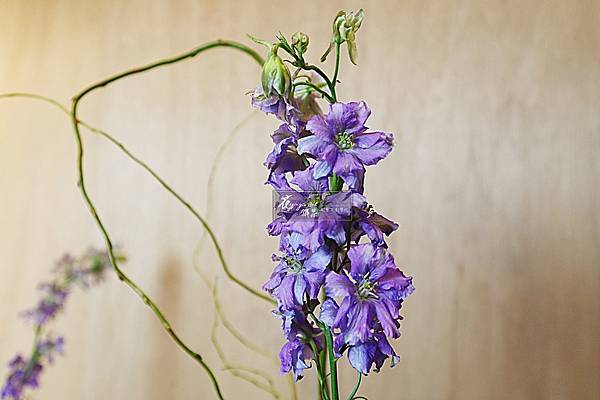 千鳥草 Yiagia Floweri花雅集花藝文創學校課程 痞客邦 千鳥草 Yiagia Floweri花雅集花藝文創學校課程 痞客邦