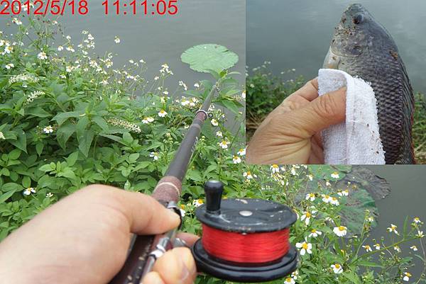 吳郭魚1 吳郭魚1