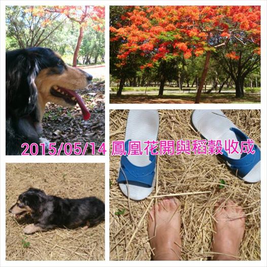 狗1
