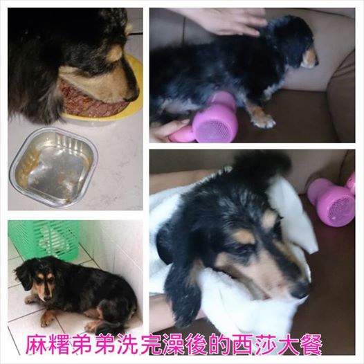 狗3