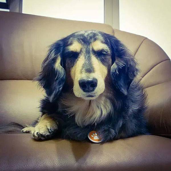 狗9