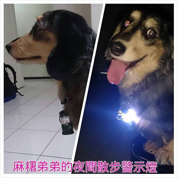 狗10