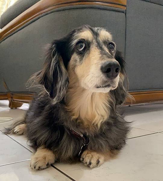 麻糬弟弟為大理石色的長毛臘腸犬 熊貓老爹 痞客邦 麻糬弟弟為大理石色的長毛臘腸犬 熊貓老爹 痞客邦