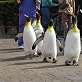 企鵝遊行