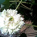 20080720(023).jpg