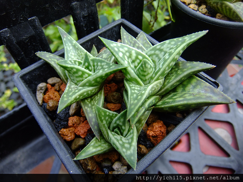 16 多肉植物 獨尾草科 百合科liliaceae 蘆薈屬aloe 露台上的花草們 痞客邦 16 多肉植物 獨尾草科 百合科liliaceae 蘆薈屬aloe 露台上的花草們 痞客邦