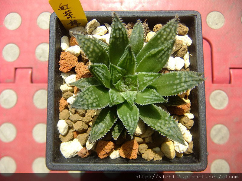 多肉相關 新入手多肉 日月潭 紅葉錦 森林水晶 金子氏玉露 Superb 露台上的花草們 痞客邦