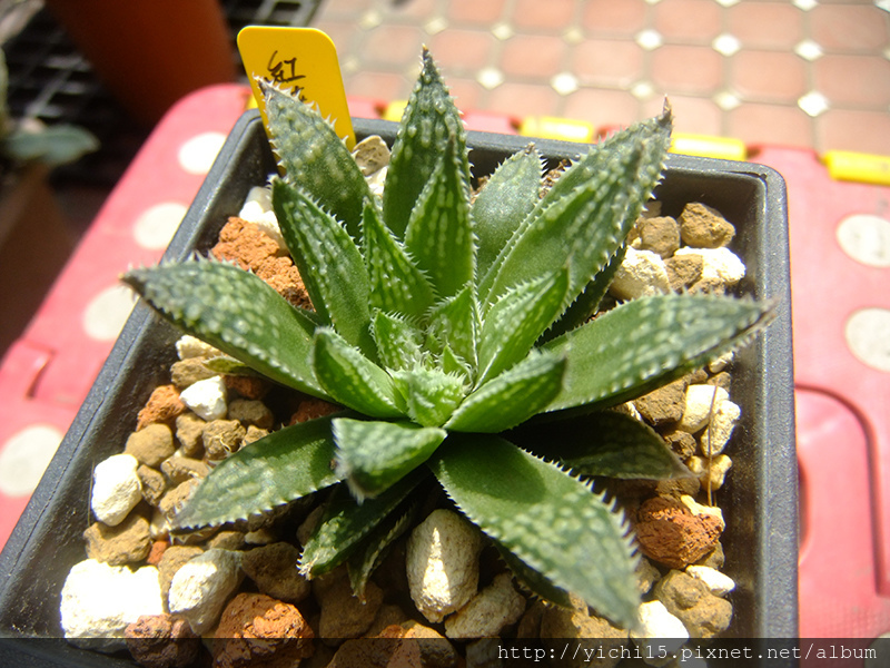 多肉相關 新入手多肉 日月潭 紅葉錦 森林水晶 金子氏玉露 Superb 露台上的花草們 痞客邦