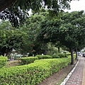 水景玫瑰公園-龍盤虎踞的綠籬 (1).JPG