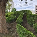 水景玫瑰公園-龍盤虎踞的綠籬 (2).JPG