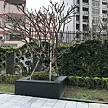 緬梔和造型牆 (2)_結果.JPG