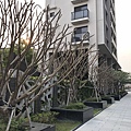 緬梔和造型牆 (3)_結果.JPG