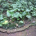 四連棟 (19).JPG