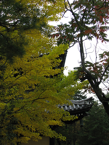 藏在銀杏後面的寺廟 