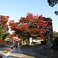 這是來到日本第一棵近看到的紅葉