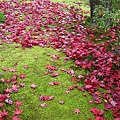 灑滿遍地的紅葉
