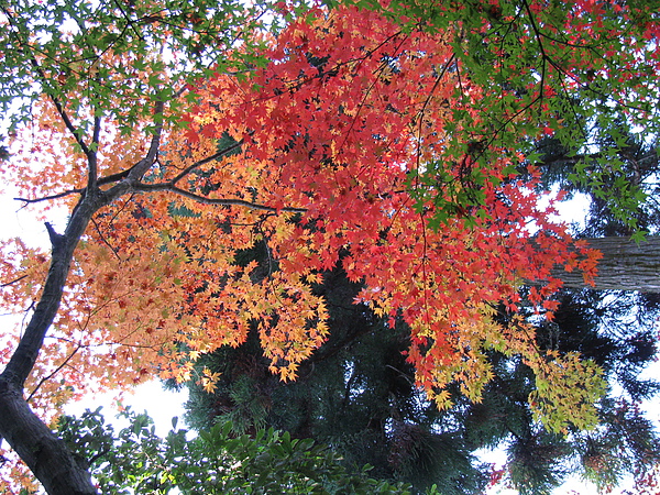 抬頭看到的紅葉 