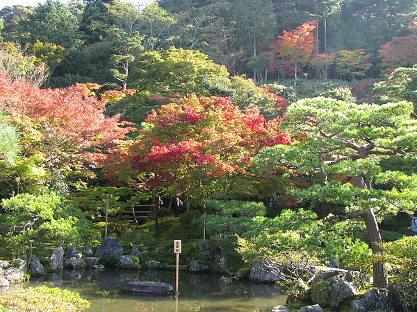 銀閣寺的紅葉!! 