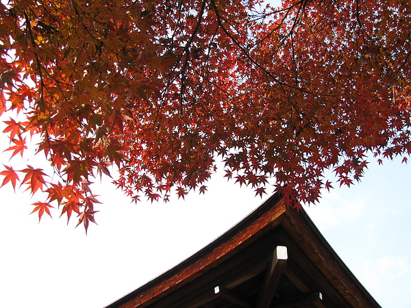 紅色的楓葉和紅色的屋頂 